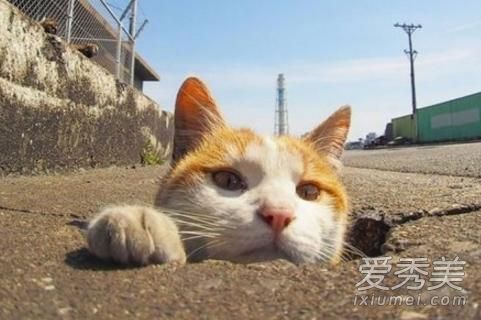 二四六免費(fèi)資料大全板塊,貓咪想吃餃子用爪子比劃